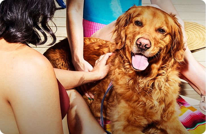 Dog Gear & Kids